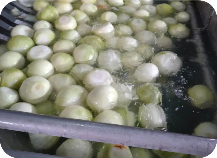 玉ねぎの洗浄 | 有限会社オニオントリミング | 大分県国見市 玉ねぎ ニンニク加工