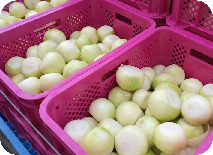 玉ねぎをサンテナ詰 | 有限会社オニオントリミング | 大分県国見市 玉ねぎ ニンニク加工