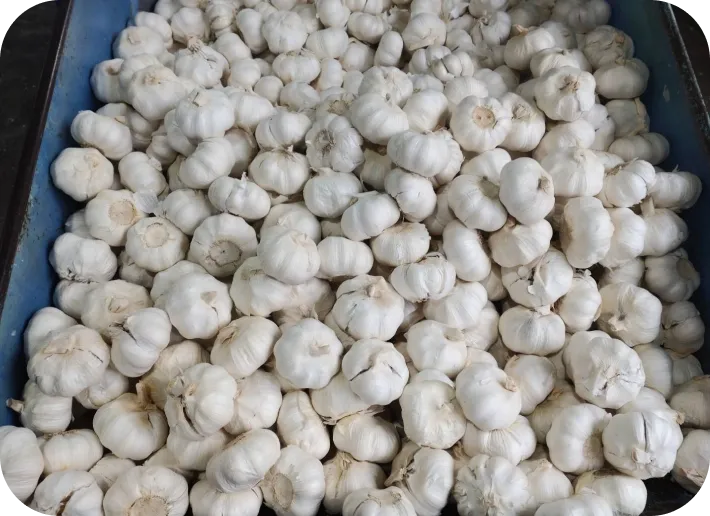 にんにく | 有限会社オニオントリミング | 大分県国見市 玉ねぎ ニンニク加工