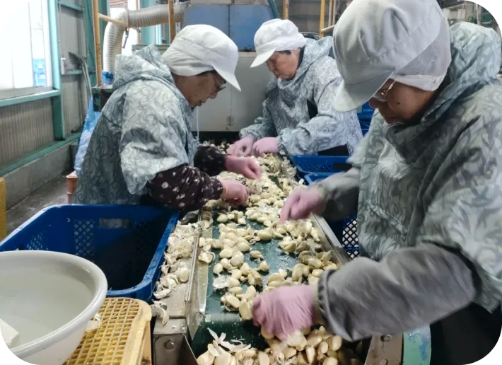 にんにくを向いている様子 | 有限会社オニオントリミング | 大分県国見市 玉ねぎ ニンニク加工