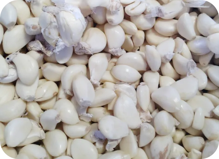 にんにく | 有限会社オニオントリミング | 大分県国見市 玉ねぎ ニンニク加工