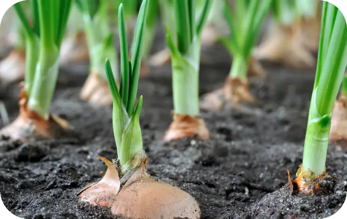 栽培している玉ねぎ | 有限会社オニオントリミング | 大分県国見市 玉ねぎ ニンニク加工