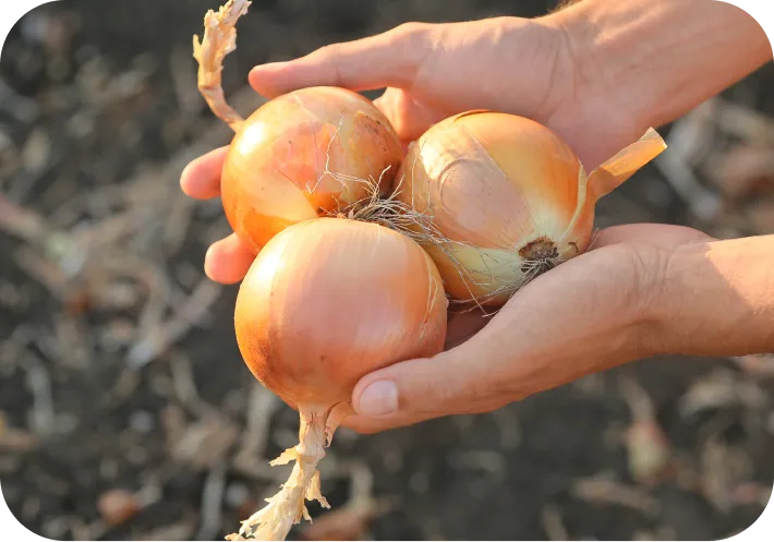 収穫した玉ねぎ | 有限会社オニオントリミング | 大分県国見市 玉ねぎ ニンニク加工