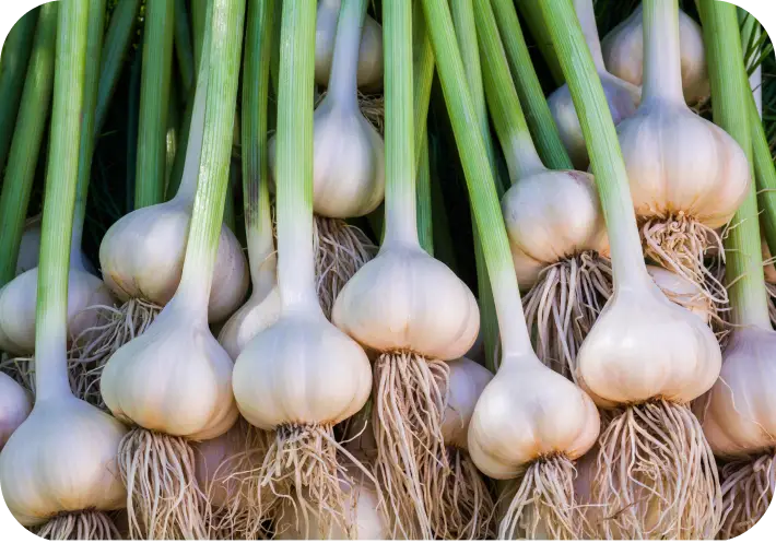 収穫したにんにく